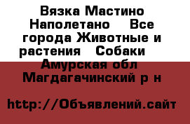 Вязка Мастино Наполетано  - Все города Животные и растения » Собаки   . Амурская обл.,Магдагачинский р-н